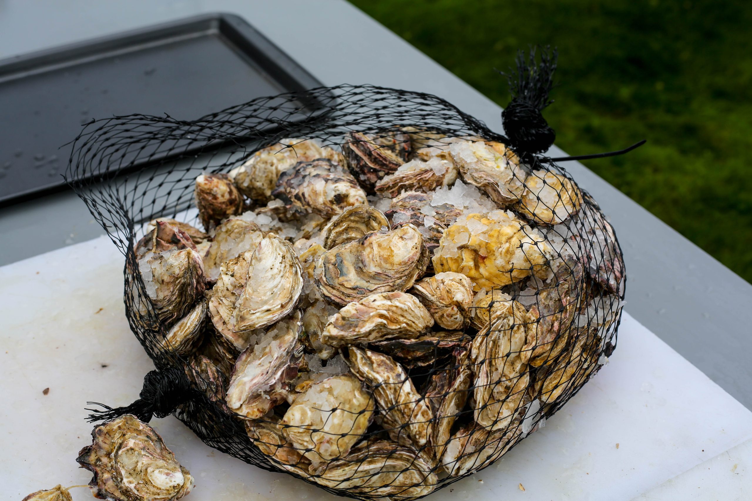 a bag of fresh K'awat'si Shellfish oysters on a table.