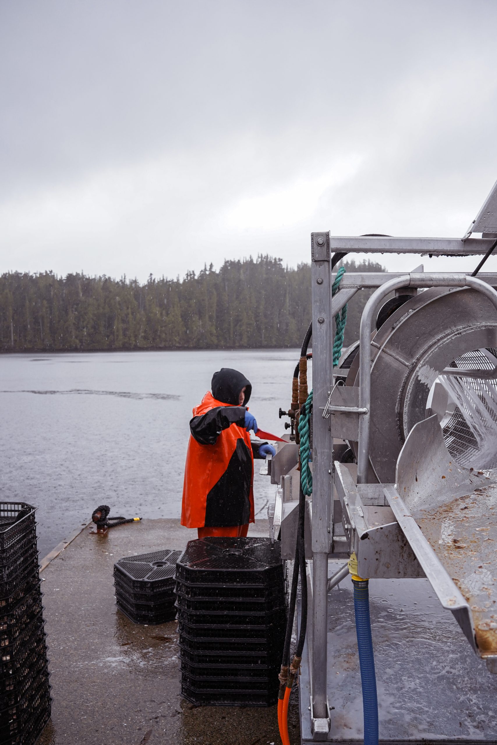 Shellfish worker processing oysters.